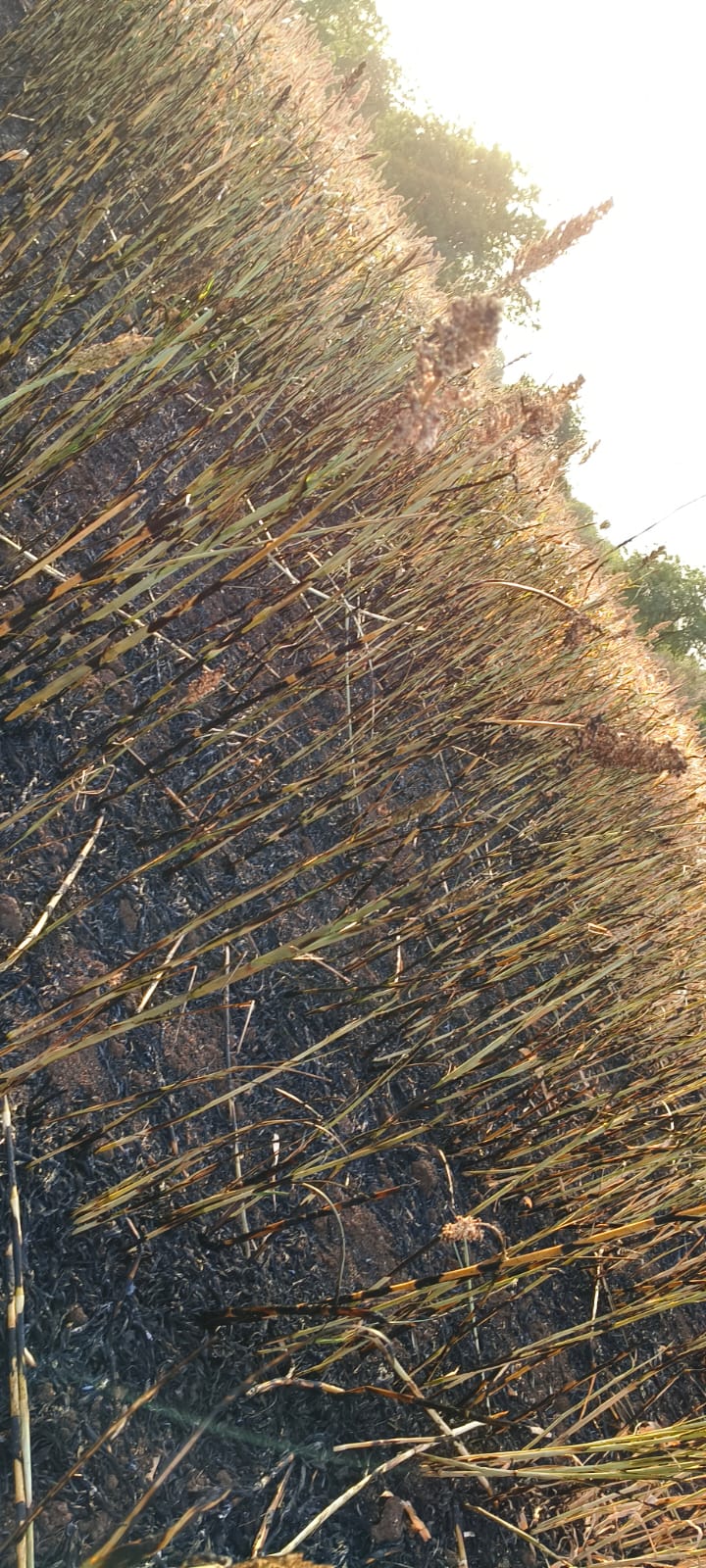 सडावन येथे लाईन फाल्टमुळे शेतकऱ्याची दोन बिघे ज्वारी जळून खाक..
