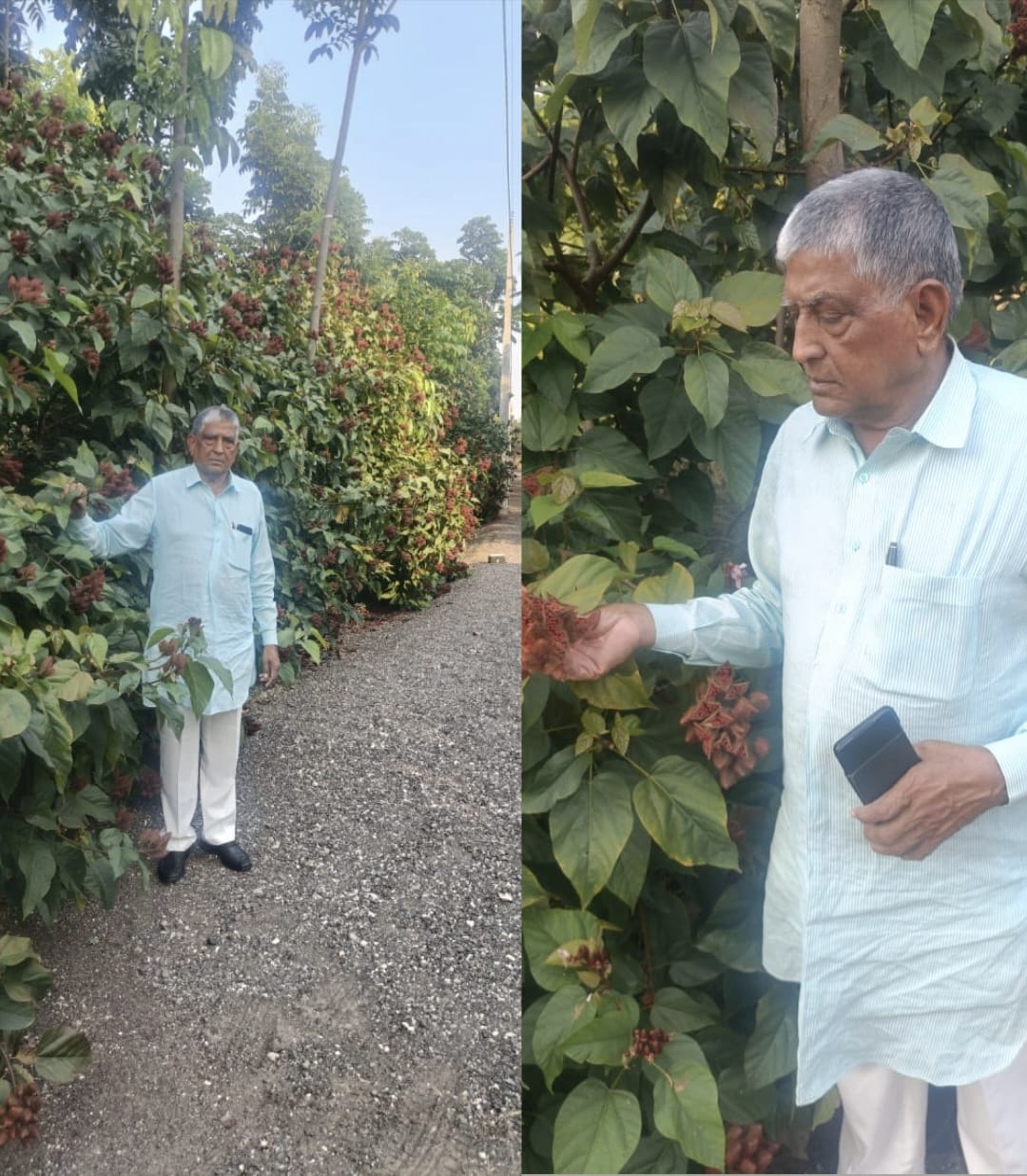 माजी आमदार साहेबराव पाटील यांनी केला सिंदूर लागवडीचा यशस्वी प्रयोग…. तीन वर्षाचे पीक अवघ्या पंधरा महिन्यात 