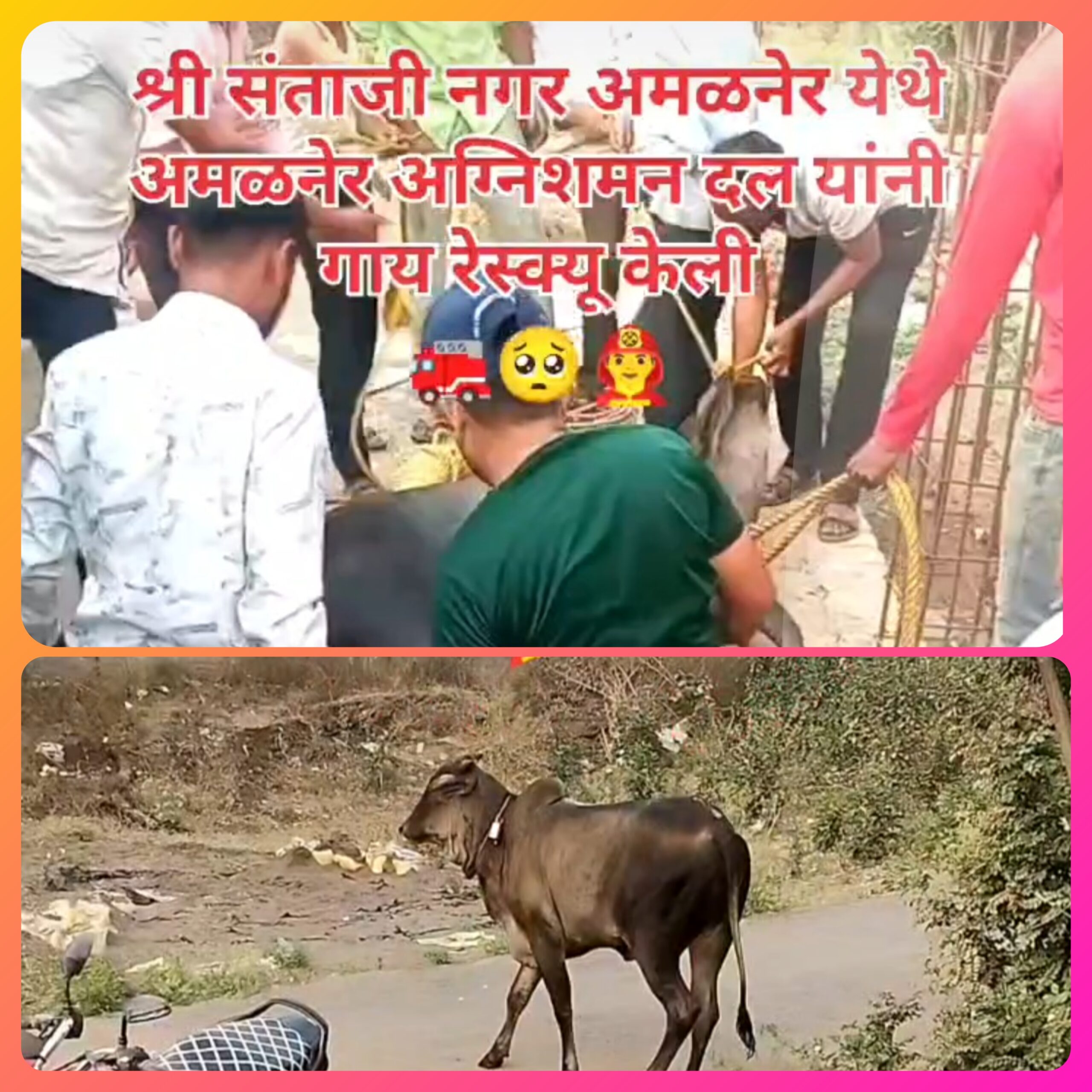 तत्परता! संताजी नगर येथे सेफ्टी टॅंकमध्ये पडलेल्या गाईला अग्निशमन दलाने दिले जीवदान