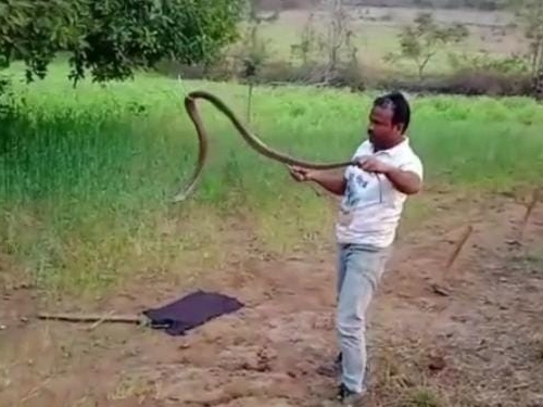 इतरांना ‘जीवनदान’ देणाऱ्या सर्पमित्रांचे कुटुंबच ‘वाऱ्यावर’; शासन दरबारी उपेक्षेचे मरण!